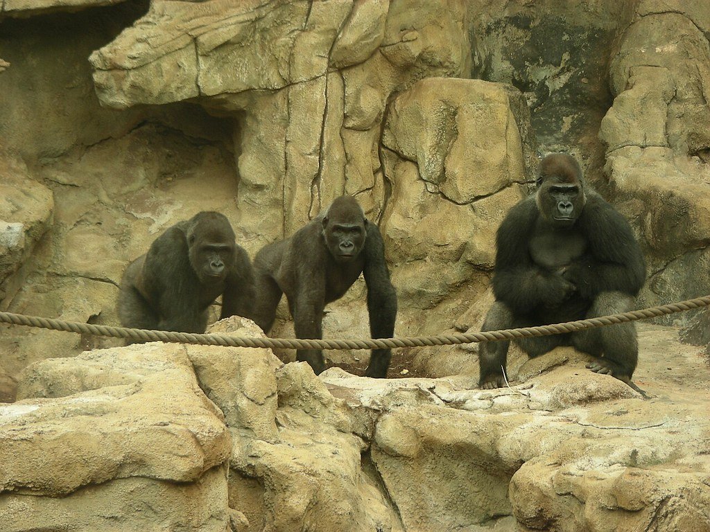 고릴라 전시관